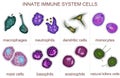 Set of innate immune system cells, vector illustration Royalty Free Stock Photo